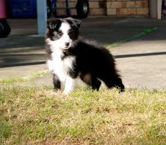 Bella Medium Female Border Collie In Qld Petrescue Collie Collie Dog Border Collie