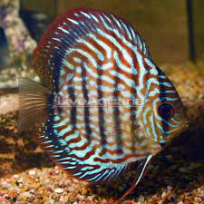 Check spelling or type a new query. Red Turquoise Discus Freshwater Aquarium Fish
