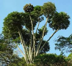 Image result for Cussonia sessilis