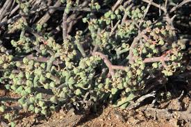 Image result for Euphorbia guerichiana