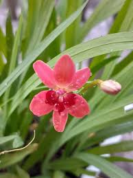 Image result for Freesia laxa