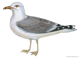 Image result for seagull