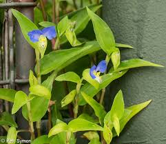 Image result for Commelina congesta