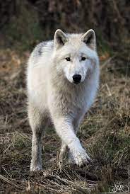 Dance With The Raindrops By Wind Princess Wolf Love Wolf Sounds Wolf