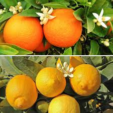 citrus ile ilgili gÃ¶rsel sonucu