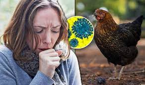 In the 2014 outbreak, some people caught h5n1 from bird flu symptoms in people can vary. Bird Flu Symptoms Uk Travellers Warned Over China Outbreak Signs Express Co Uk