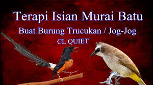 Download suara burung trucukan mp3. Suara Isian Kacer Untuk Burung Trucukan Youtube
