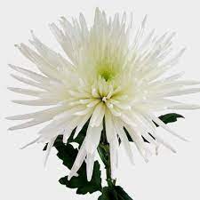 Spider Anastasia White Flower Wholesale Blooms By The Box