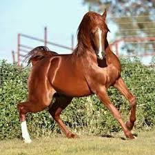 عشاق الخيل العربية الأصلية Home Facebook