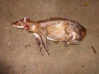 Image result for Cylindropsis parvifolia