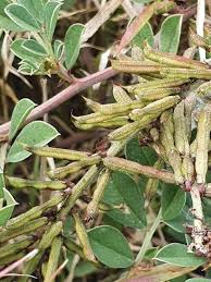Image result for Indigofera schimperi