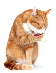 Stressed cat symptoms and relief. Why Do Cats Groom Each Other The Answer Will Surprise You Thecatsite Articles