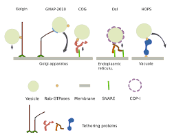 Maybe you would like to learn more about one of these? The Cell More Information Vesicles Atlas Of Plant And Animal Histology