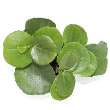 Image result for Cissus rotundifolia