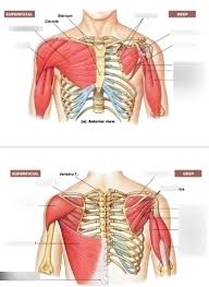 Anatomy of upper torso muscles. Upper Body Muscles Anterior Diagram Quizlet