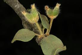 Image result for Erianthemum