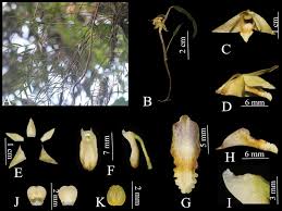 Image result for Achyrospermum laterale