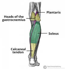 The lower leg muscles are essential bodily structures. Muscles Of The Lower Limb Teachmeanatomy