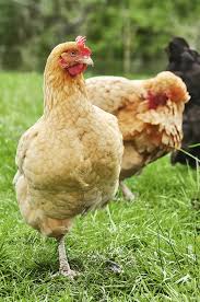 Review side effects, drug interactions, storage, dosage and. 5 Reasons Your Chicken May Be Limping