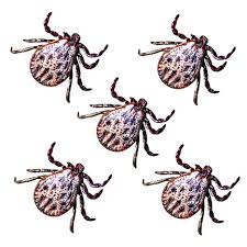 Image result for Chigger