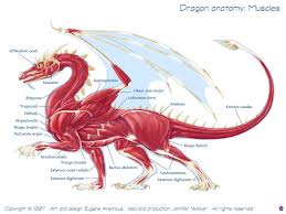 Dragon Anatomy Muscles By Arenhous And Walker Character Design References Www Facebook Com Characterdesig Dragon Anatomy Dragon Drawing Fantasy Dragon