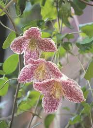Avoid really hot dry or water logged soils and. Pin On Garden Ideas