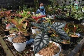 Jenis yang pertama merupakan tanaman yang paling populer di kalangan masyarakat. Ubah Hobi Merawat Tanaman Hias Jadi Ladang Rezeki Simak Tipsnya Real Jeda Id