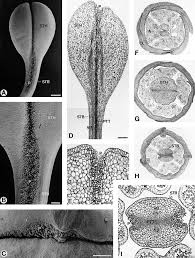 Image result for Rutidea fuscescens