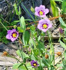 Image result for eustoma maurine