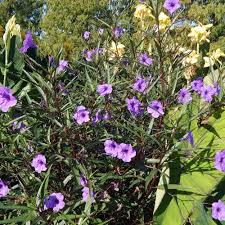Image result for Ruellia praetermissa