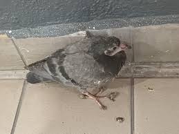 Image result for Dark Gray 1983 Caloric