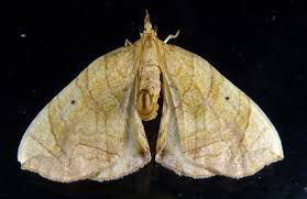 Image result for Laggera gracilis