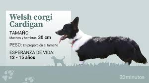 welsh corgi Cardigan y Pembroke ...