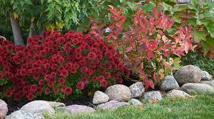Here in middle tennessee (zone 6/7) we must plant them in the ground prior to the first week of october so they can get established and come back. How To Grow Mums Garden Gate