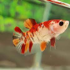 Live Betta Fish Koi Nemo Halfmoon Plakat Female C08 Betta Fish Koi Betta Betta