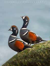 21013908 1701452033220972 9148690172727741806 O Jpg 1582 2048 Beautiful Birds Birds Game Birds