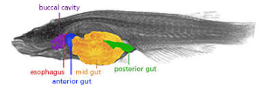 It prevents the body from digesting the tract. Kit Test Facility Archive