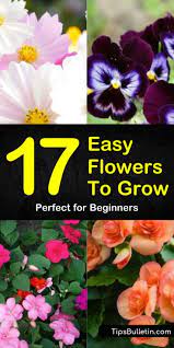 17 Easy Flowers To Grow Perfect Low Maintenance Flowers For Easiest Flowers To Grow Easy To Grow Flowers Planting Flowers From Seeds