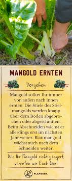 Viel mehr lässt ich mangold in vielen rezepten ähnlich. Mangold Ernten Tipps Zur Erntezeit Lagerung Plantura Mangold Erntezeit Ernte