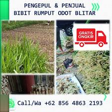Lalu yaitu buat persiapan bibit rumput gajah mini. Jual Bibit Rumput Odot Kolonjono Di Doko Hub 62 856 4863 2193 Home Facebook