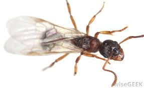 The pesky ants are relatively easy to get rid of (image: No Doubt Flying Ants Are Active During Winter Season But If No Timely Steps Are Taken To Get Rid Of Them They Can Really Crea Flying Ants Ants With Wings Ants