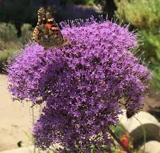Maybe you would like to learn more about one of these? Blue Throatwort Trachelium Caeruleum Hamer Pandora Garden Org