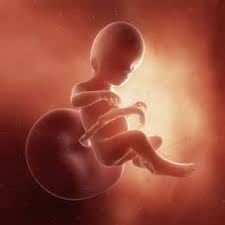 (mcaslan fraser nd, nice 2011). 20 Weeks Pregnant With Twins Ultrasound Symptoms And More Twinstuff
