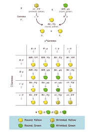 Number Of Genotypes Found In F 2 Progeny Of A Dihybrid Class 12 Biology Cbse