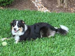 Australian Shepherd And Border Collie Mixed Rescue Dog For Adoption In Allen Texas Riley In Allen Rescue Dogs For Adoption Australian Shepherd Dog Adoption