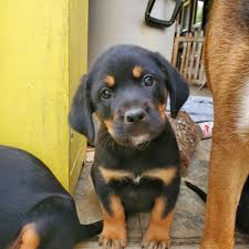 Some owners might not find it. Dog For Adoption Rushford Puppies A German Shepherd Dog Rottweiler Mix In Friendship Ny Petfinder