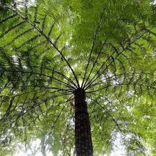 Image result for Cyathea cf. humilis