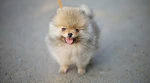 Teacup Pomeranian Breed Information Puppy Costs More