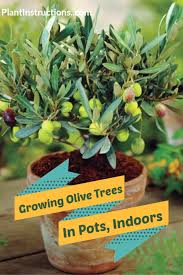 How To Grow Olive Trees In Pots Growing Olive Trees Potted Trees How To Grow Olives