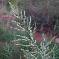 Image result for Eragrostis curvula